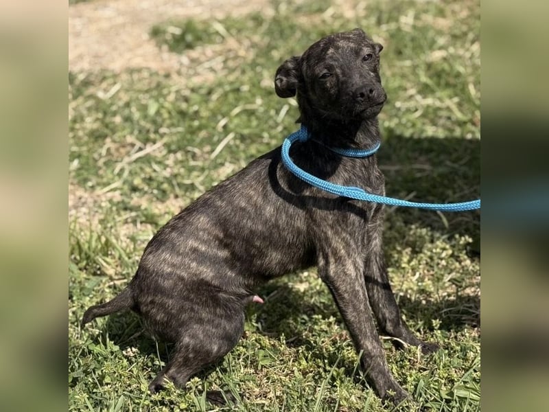 Stuart möchte nicht in Tierheim aufwachsen