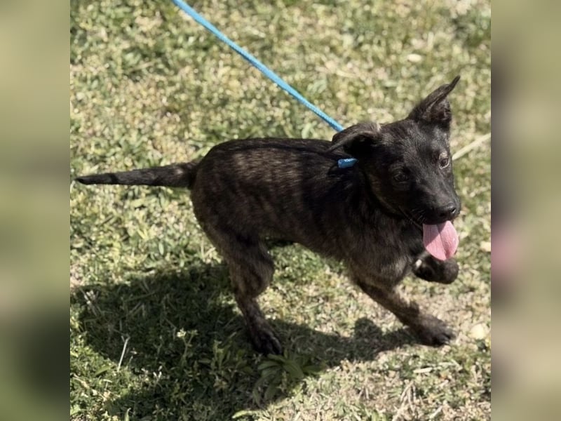 Ramona möchte nicht im Tierheim groß werden