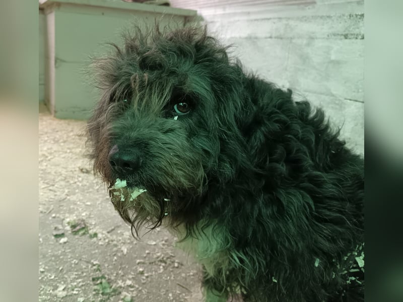 Maja sucht ein Zuhause