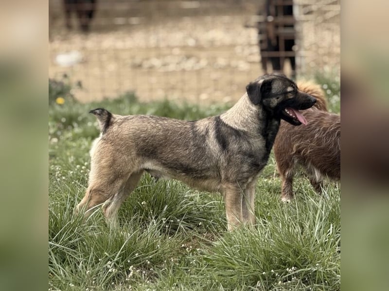 Aja eine freundliche Hündin