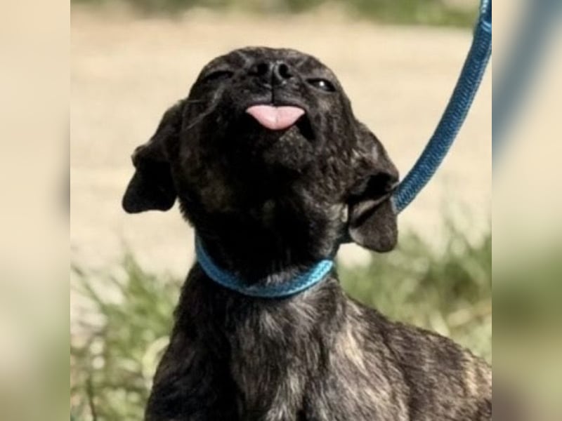Stuart möchte nicht in Tierheim aufwachsen