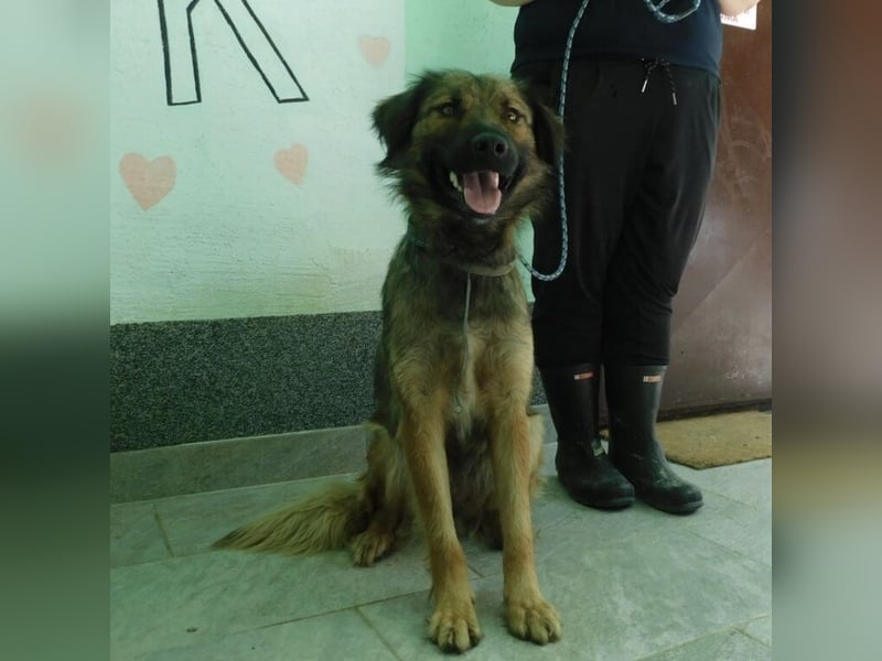 Erwachsene Hündin wartet hoffnungslos in Tierheim