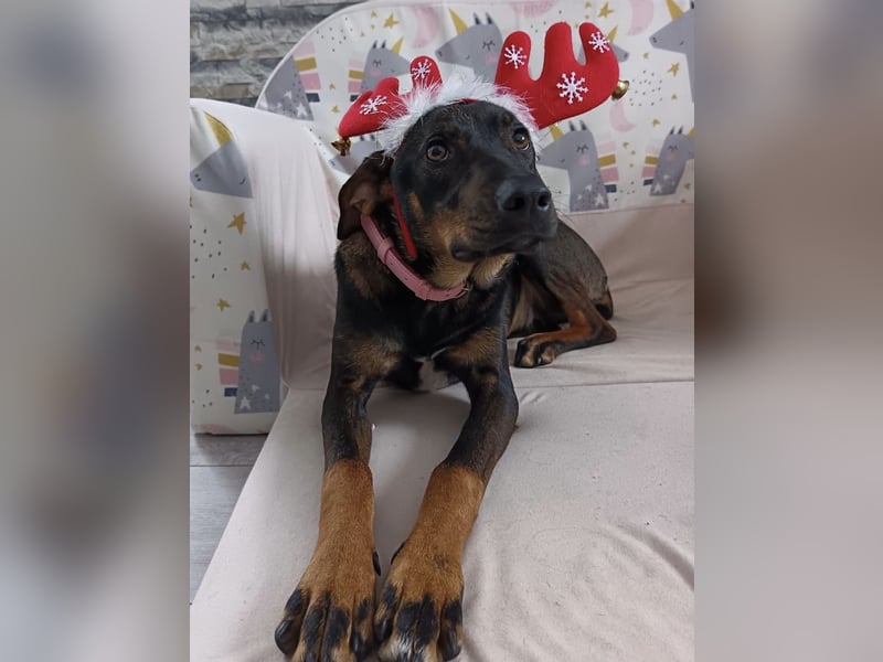 Dina ein zarter lieber Schatz