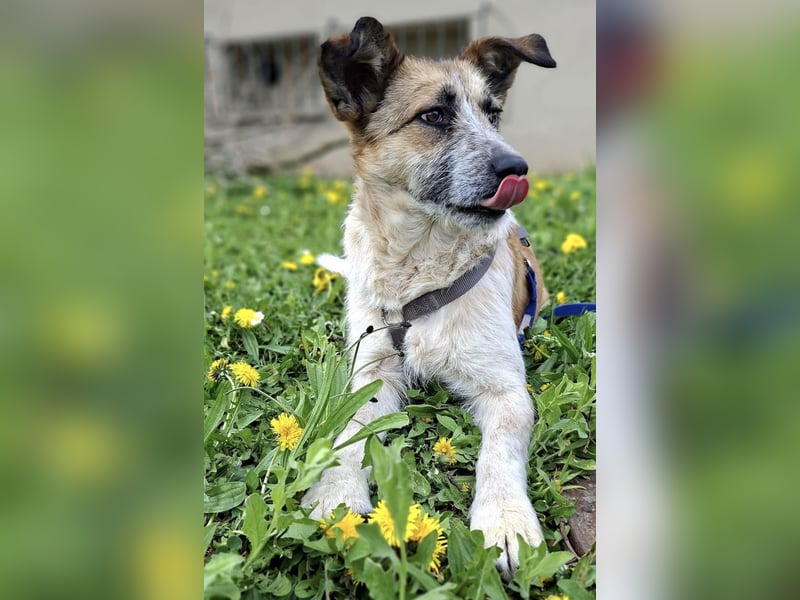 Tina - ein traumhaft lieber Wesen