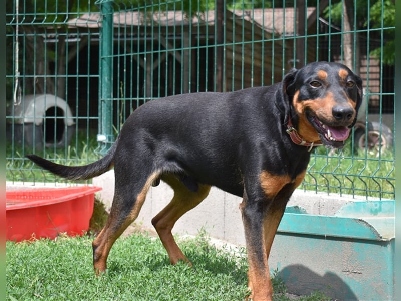 Ficko sucht ein aktives Zuhause