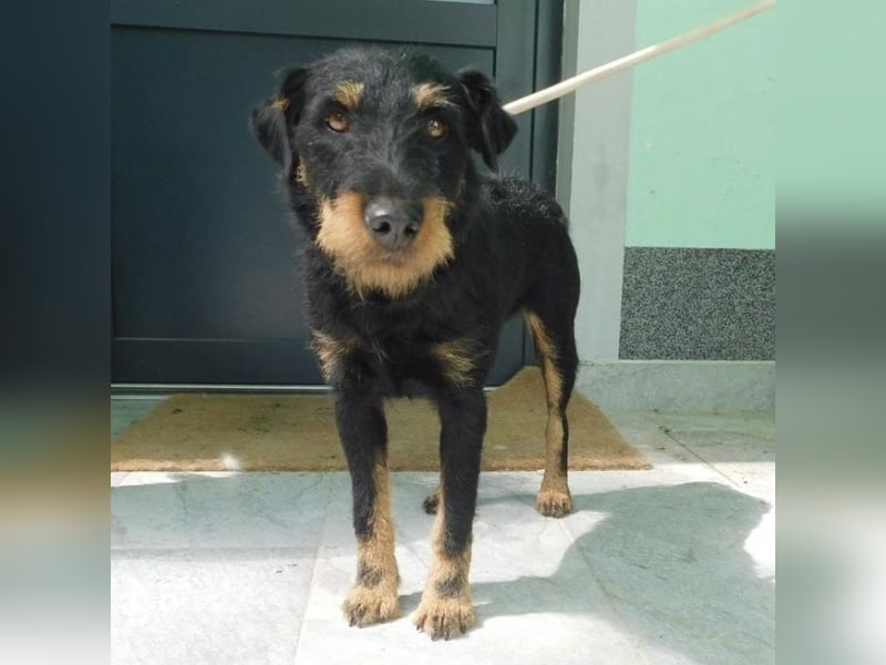 Erwachsene Hündin wartet hoffnungslos in Tierheim