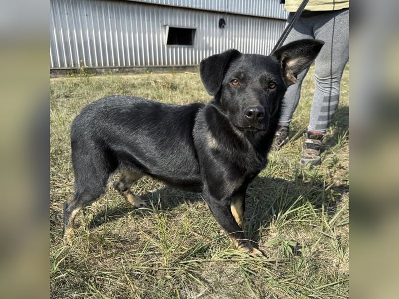 Buds ein besonderer Schatz