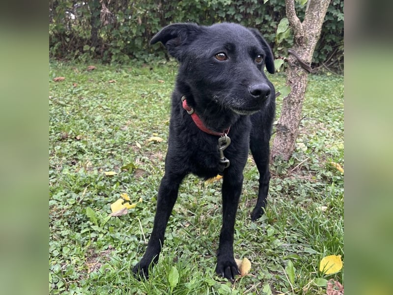 Suncica ein Sonnenschein