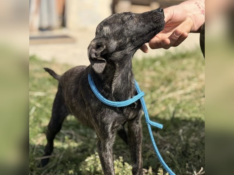 Stuart möchte nicht in Tierheim aufwachsen
