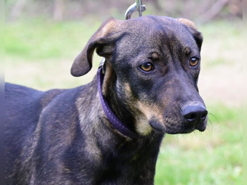 Dina ein zarter lieber Schatz