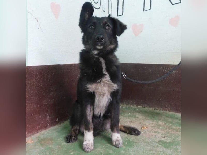 Hündin wartet sehnsüchtig auf ein Zuhause