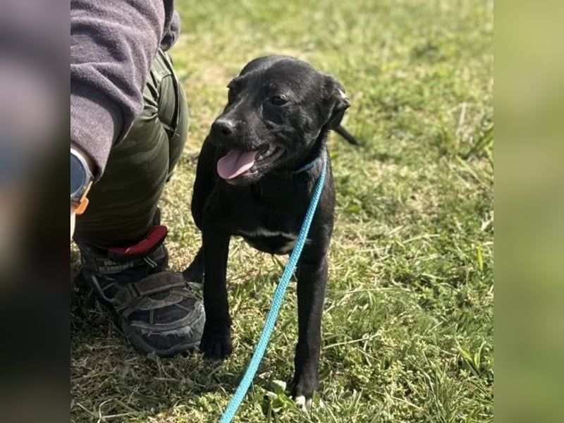 Senna mag nicht im Tierheim alt werden