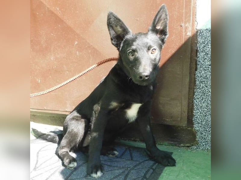 Hündin wartet sehnsüchtig auf ein Zuhause