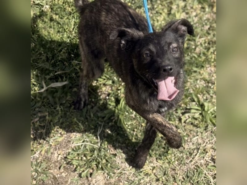 Ramona möchte nicht im Tierheim groß werden