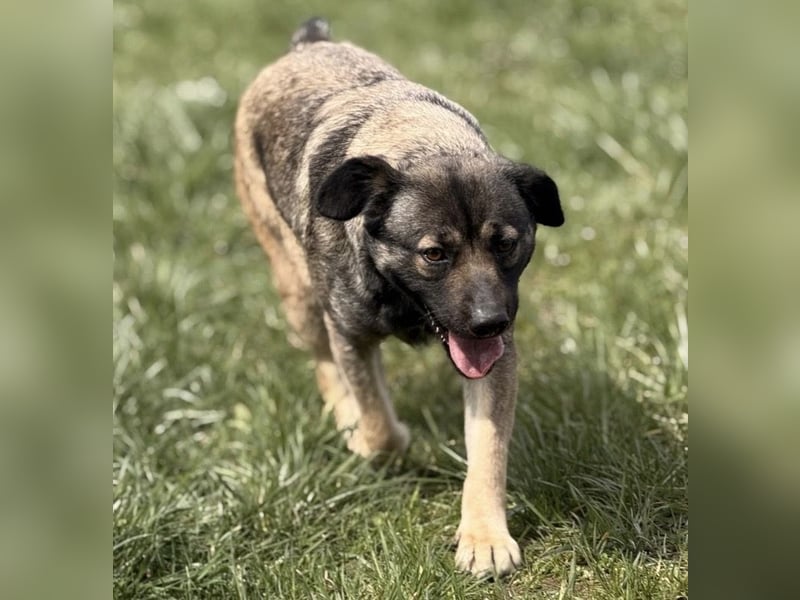 Aja eine freundliche Hündin