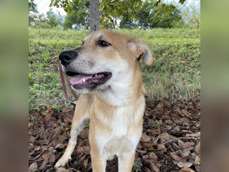 Paco ein Traumhund