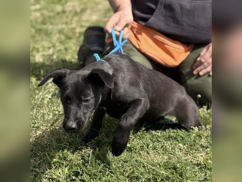 Boschko möchte nicht im Tierheim aufwachsen