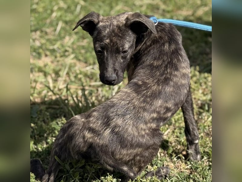 Stuart möchte nicht in Tierheim aufwachsen