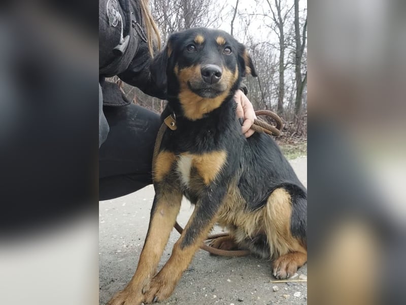 Kendo ein lieber braver Schatz