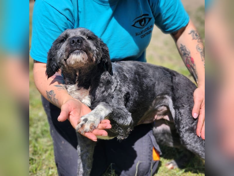 Maja sucht ein Zuhause