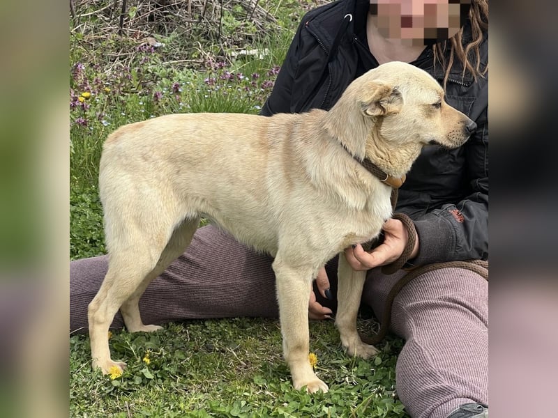 Emilio ein sanfter Engel