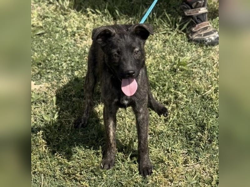 Ramona möchte nicht im Tierheim groß werden