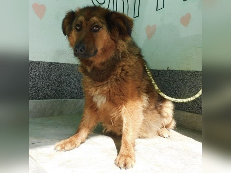 Erwachsene Hündin wartet hoffnungslos in Tierheim