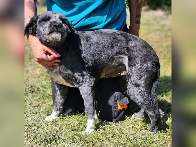 Maja sucht ein Zuhause