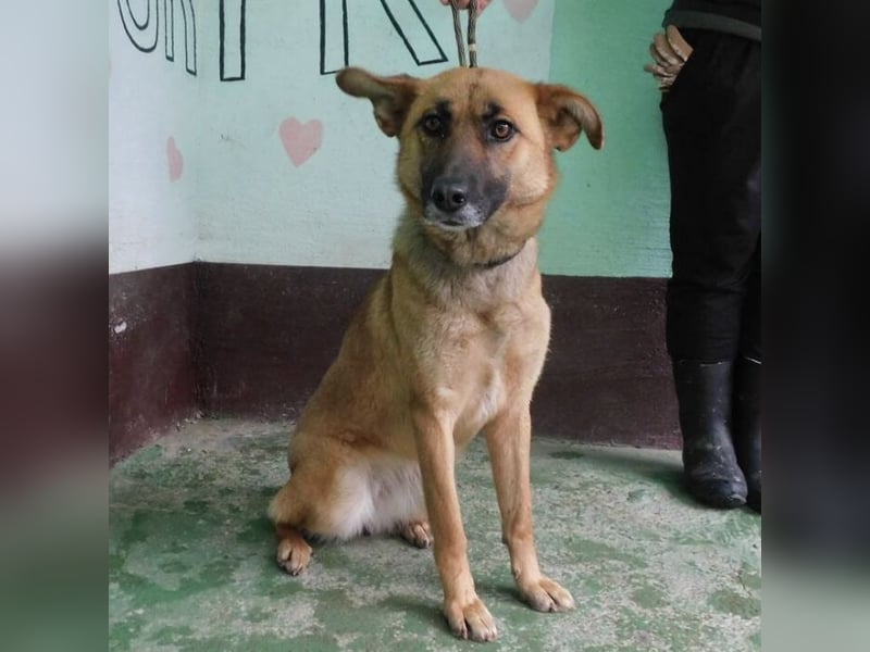 Erwachsene Hündin wartet hoffnungslos in Tierheim