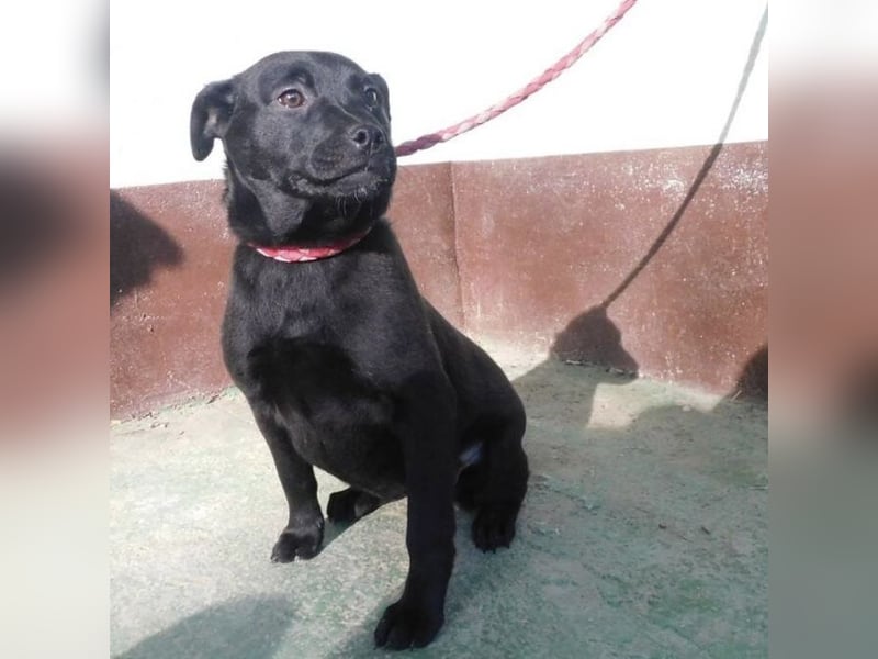 Hündin wartet sehnsüchtig auf ein Zuhause