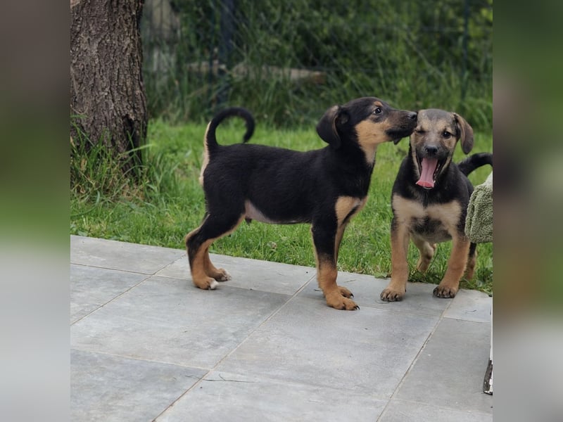 Toto der allerliebste Schatz