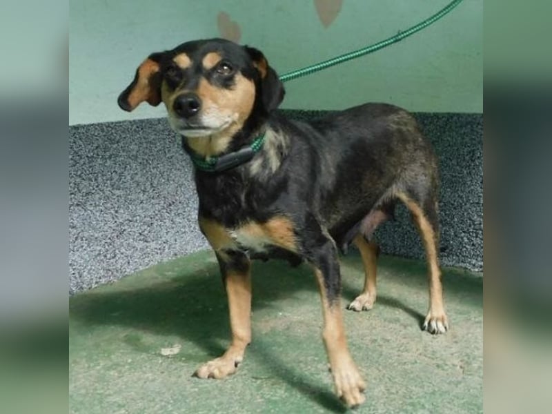 Erwachsene Hündin wartet hoffnungslos in Tierheim