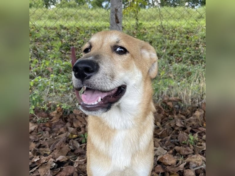 Paco ein Traumhund