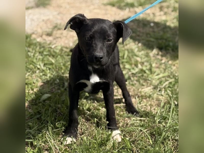 Ada möchte nicht im Tierheim groß werden