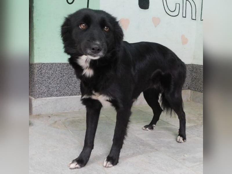 Erwachsene Hündin wartet hoffnungslos in Tierheim