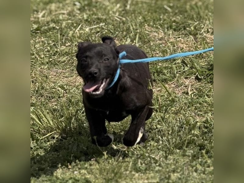 Jenny möchte nicht im Tierheim aufwachsen