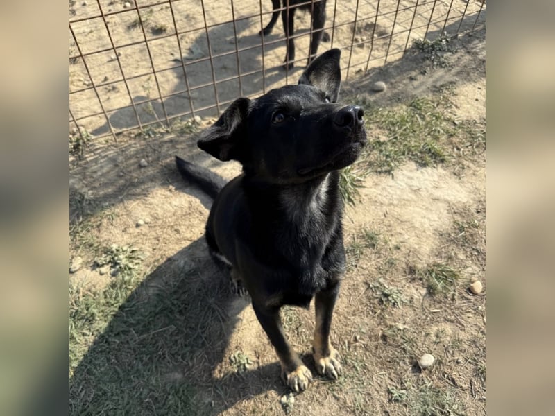 Buds ein besonderer Schatz