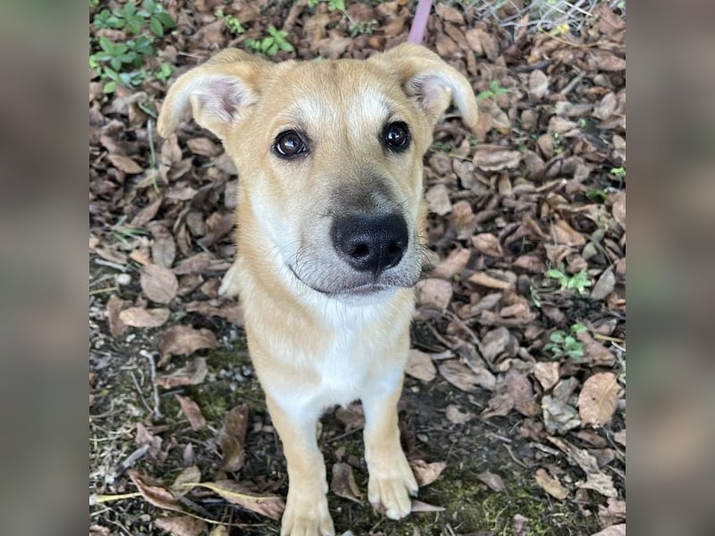 Paco ein Traumhund