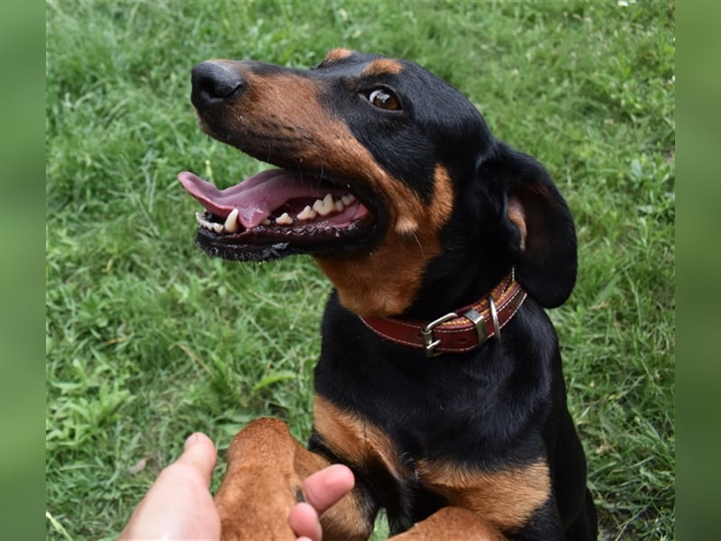 Ficko sucht ein aktives Zuhause