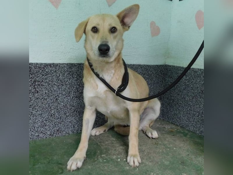 Hündin wartet sehnsüchtig auf ein Zuhause