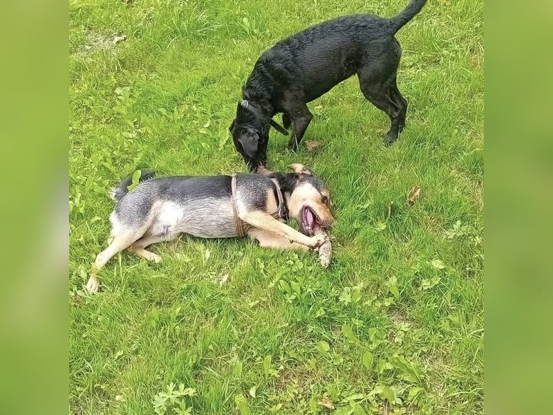 Ferdi ein kleiner freundlicher Schatz