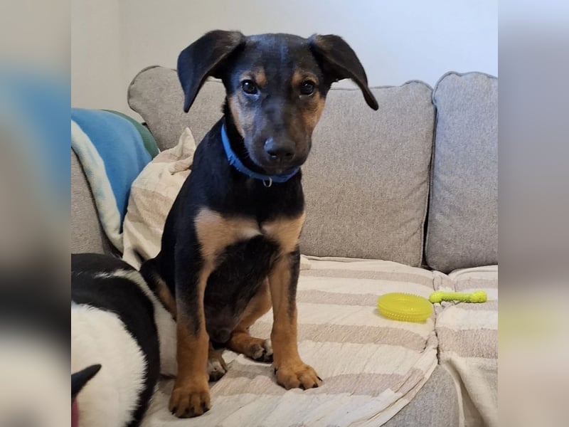 Toto der allerliebste Schatz