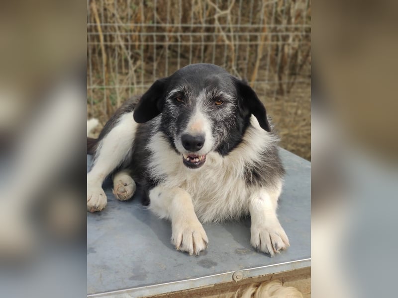 NESCHA - liebe, verschmuste Seniorin sucht Für-Immer-Zuhause