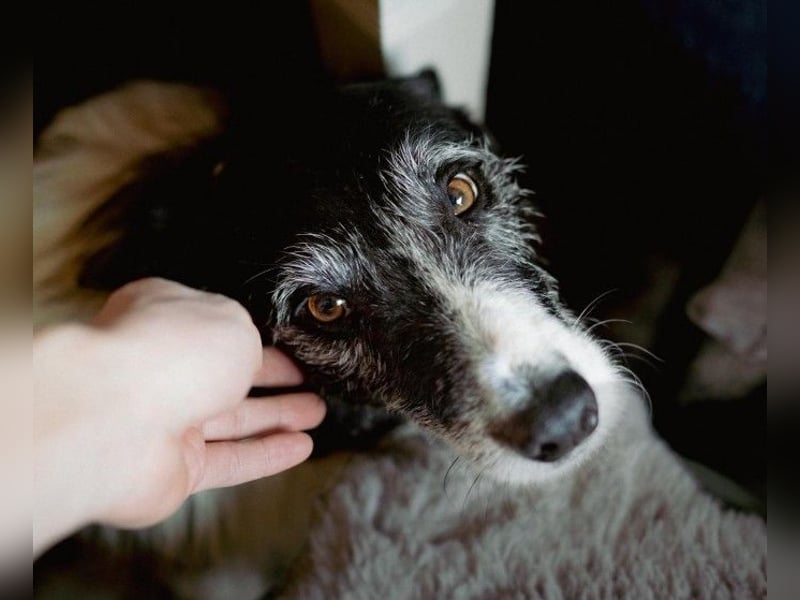 NESCHA - liebe, verschmuste Seniorin sucht Für-Immer-Zuhause