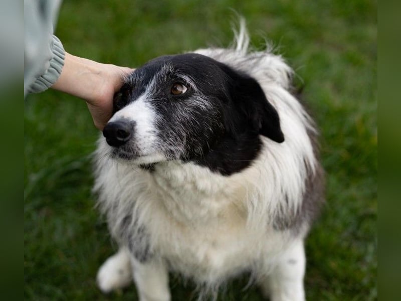 NESCHA - liebe, verschmuste Seniorin sucht Für-Immer-Zuhause