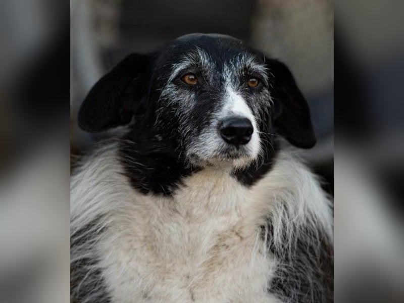 NESCHA - liebe, verschmuste Seniorin sucht Für-Immer-Zuhause