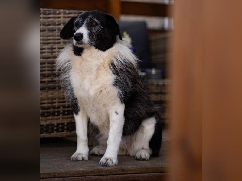 NESCHA - liebe, verschmuste Seniorin sucht Für-Immer-Zuhause