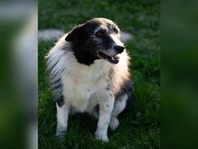 NESCHA - liebe, verschmuste Seniorin sucht Für-Immer-Zuhause