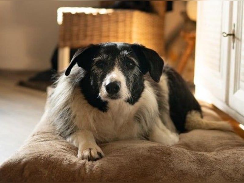 NESCHA - liebe, verschmuste Seniorin sucht Für-Immer-Zuhause