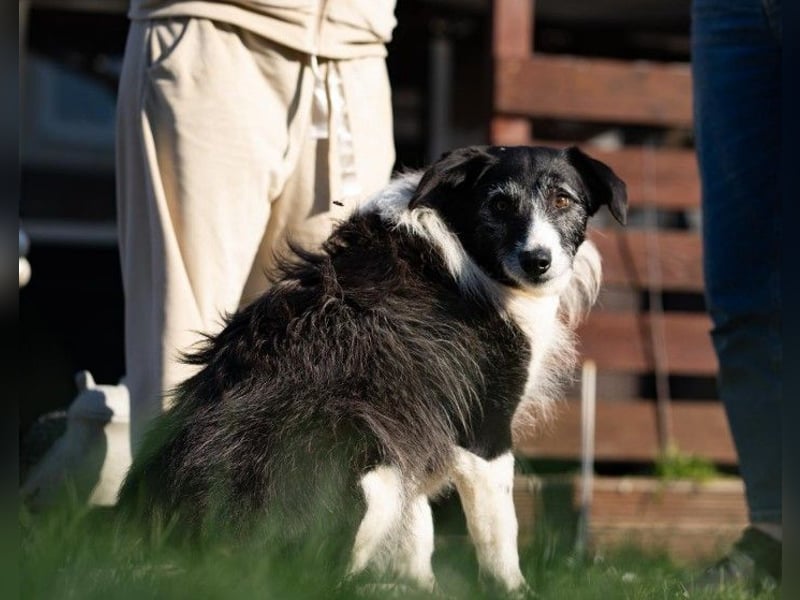 NESCHA - liebe, verschmuste Seniorin sucht Für-Immer-Zuhause